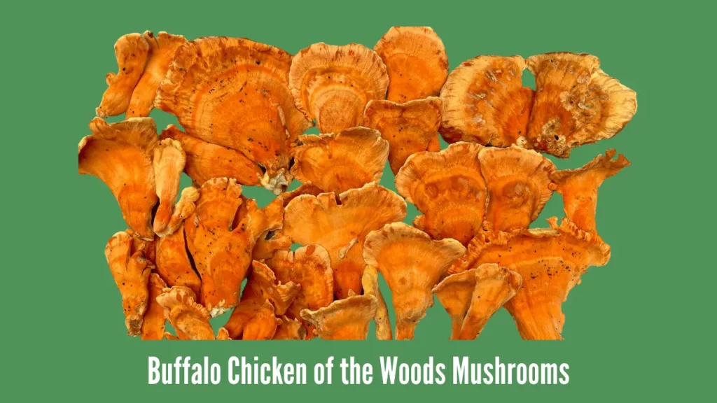 Buffalo Chicken of the Woods Mushrooms